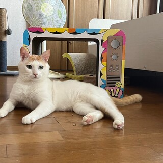 人馴れ抜群のムギ