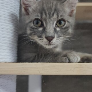 可愛い男の子ポパイ