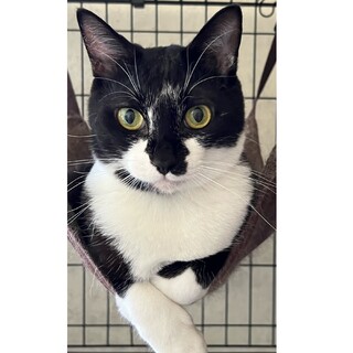 まあるい目がかわいい、どらけん君