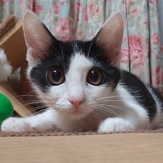 生後約3ヶ月半の男の子、あっくん