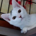 調布市☆元気な白黒のきょうだい☆二匹で☆大福くん