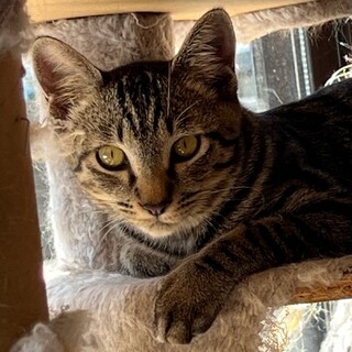 3匹兄妹、あさつき君