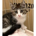 かわいい子猫☆ステラちゃん☆