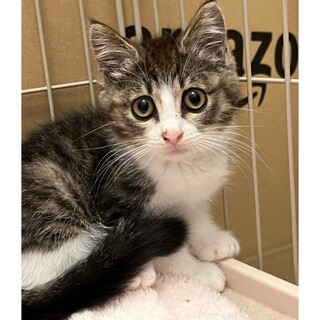 かわいい子猫☆ステラちゃん☆