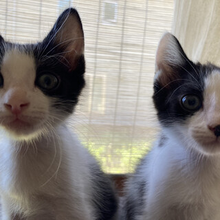 双子みたいなハチワレ　椿と蒼