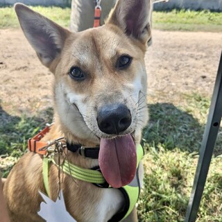 大きな身体で甘えてきます☆朝日くん