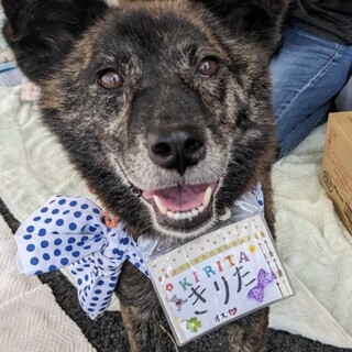 いつもご機嫌な虎毛ボーイ☆きりた君