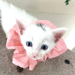いちちゃん♀4兄弟・2.匹一緒希望