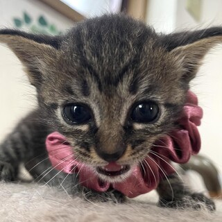 なっちゃん♀とっても可愛いお顔しています