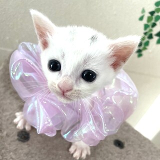 にこちゃん♀4兄弟・2.3匹一緒希望
