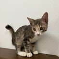 可愛い子猫の里親募集中です
