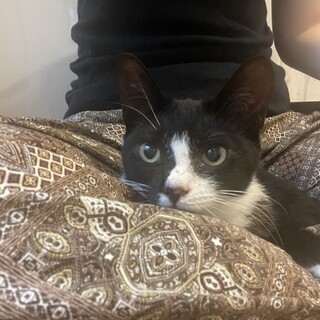 避妊済み 6ヶ月の小さい女の子