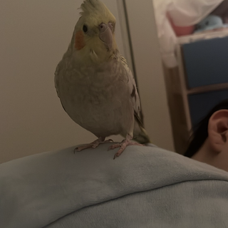 オカメインコ♀里親募集