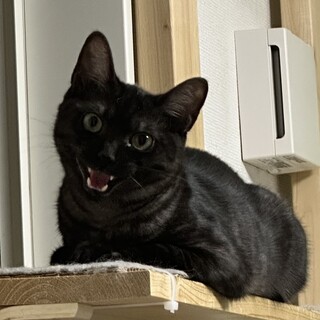 人も猫もOK❤️撫でられ好きでよくお喋りします