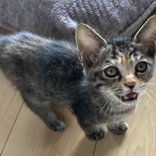 ありがとうございました