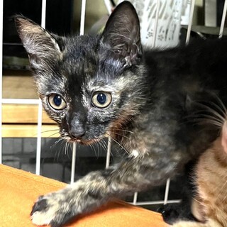 サビ柄のもも♪しゃいガール