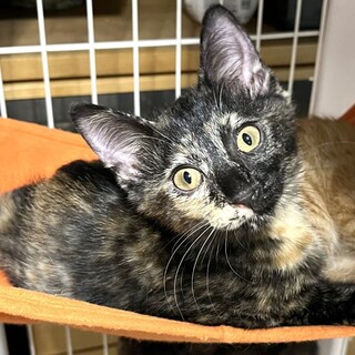 サビ柄のさくら☆甘えん坊♪