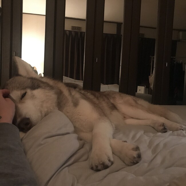 ハスキーアタリのカバー写真