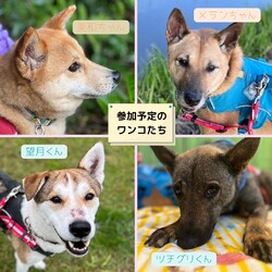 ピースワンコ生駒ミニ譲渡会in大阪鶴見緑地パートナードッグタウン サムネイル2