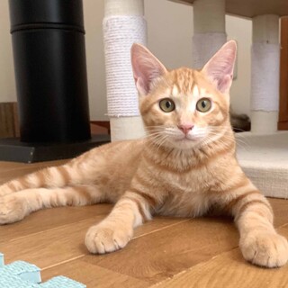 太陽みたいな美少年　コチ君（トライアル中）