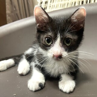 里親決定。千鳥ちゃん