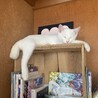 ビスケットの日