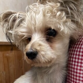 ヨークシャーテリアの男の子