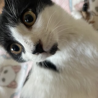 白黒♀へそてんのちまき