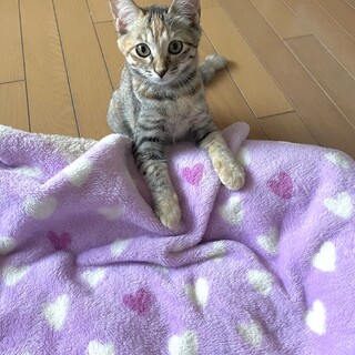 美人！麦わらサビ猫　こまき