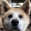 保護犬