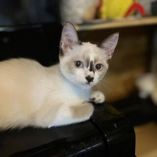 【姉妹譲渡】シャム系ちゃん