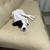 ひこじろ