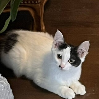 【姉妹譲渡】ハチワレちゃん