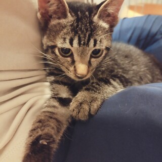 募集中!おとなしい女の子です