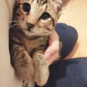 里親さん募集　人懐こい3ヶ月の男の子です