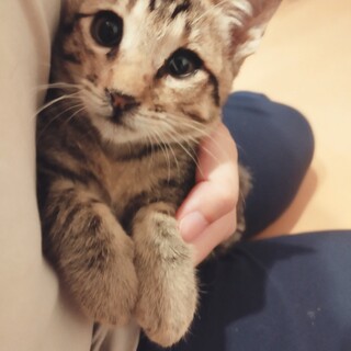 里親さん募集　人懐こい3ヶ月の男の子です