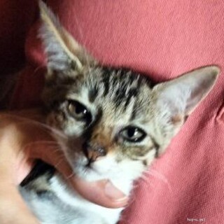 穏やかで優しいしろきじ坊や甘えん坊2か月