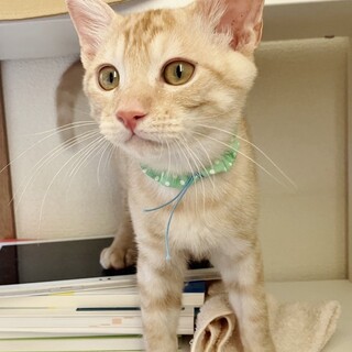 ★里親様決定！★お膝も抱っこも大好き❤チャイ