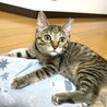 ♡ふわふわの短めしっほあのムギちゃん❣️5カ月 サムネイル3