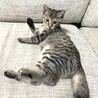 ♡ふわふわの短めしっほあのムギちゃん❣️5カ月 サムネイル4