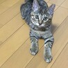 ♡ふわふわの短めしっほあのムギちゃん❣️5カ月 サムネイル5