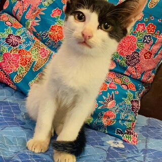 人好き猫好きの白黒くん