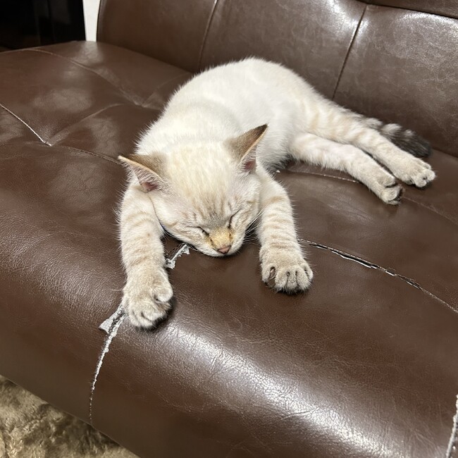 おがのゆうひのカバー写真