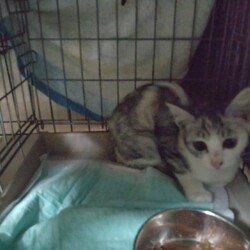 「新入りさん(パステル三毛)」サムネイル1