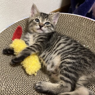 控えめに言って天使なソナ