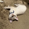むちゃくちゃ人懐っこい子です。