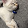 むちゃくちゃ人懐っこい子です。 サムネイル2