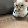 むちゃくちゃ人懐っこい子です。 サムネイル3