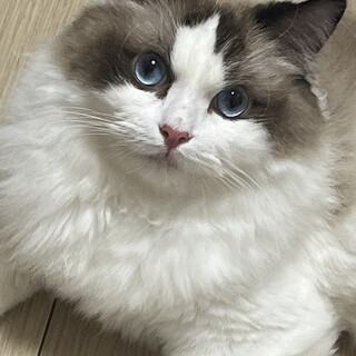 ラグドールのオス。1歳の甘えん坊な子です