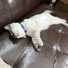 むちゃくちゃ人懐っこい子です。 サムネイル5